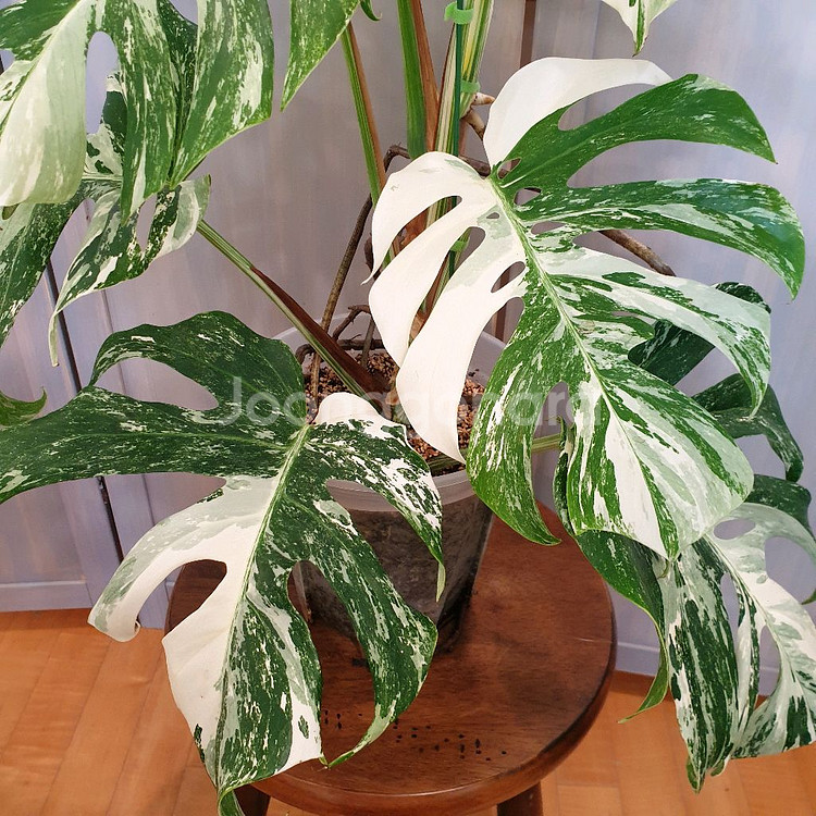 올해 트리는 알보 !!!~#탑9장 #몬스테라 바리에가타--4