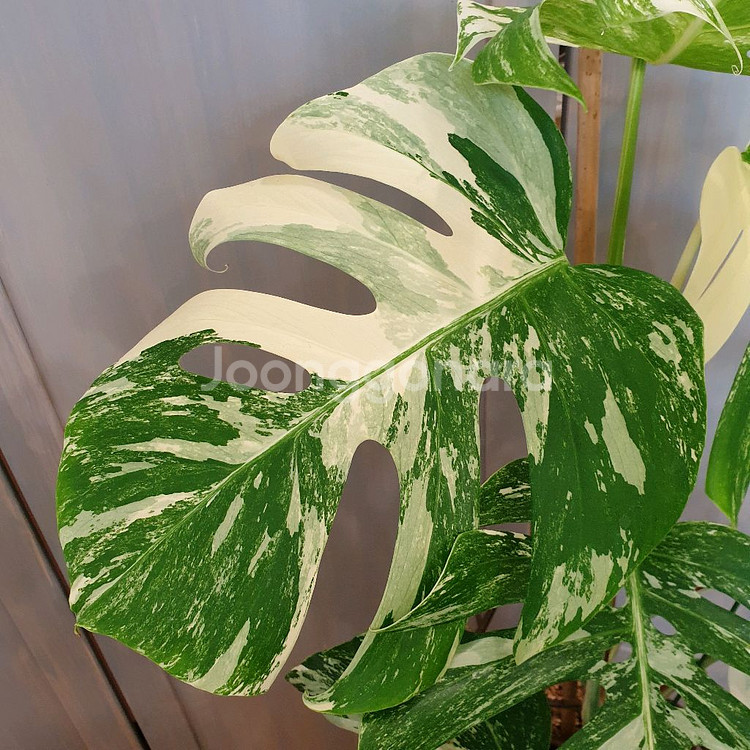 올해 트리는 알보 !!!~#탑9장 #몬스테라 바리에가타--9