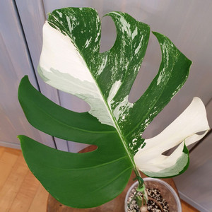 #잎26cm ~ 몬스테라 보르시지아나 알보 바리에가타