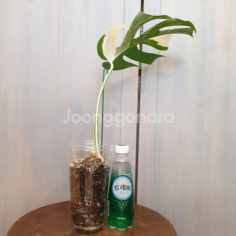 #잎26cm ~ 몬스테라 보르시지아나 알보 바리에가타--2