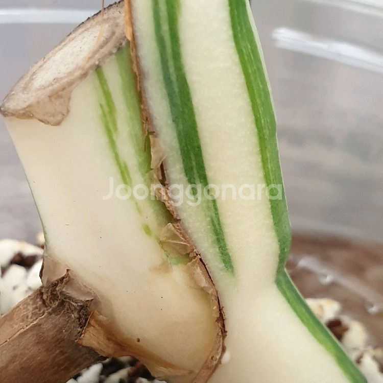 #잎26cm ~ 몬스테라 보르시지아나 알보 바리에가타--3