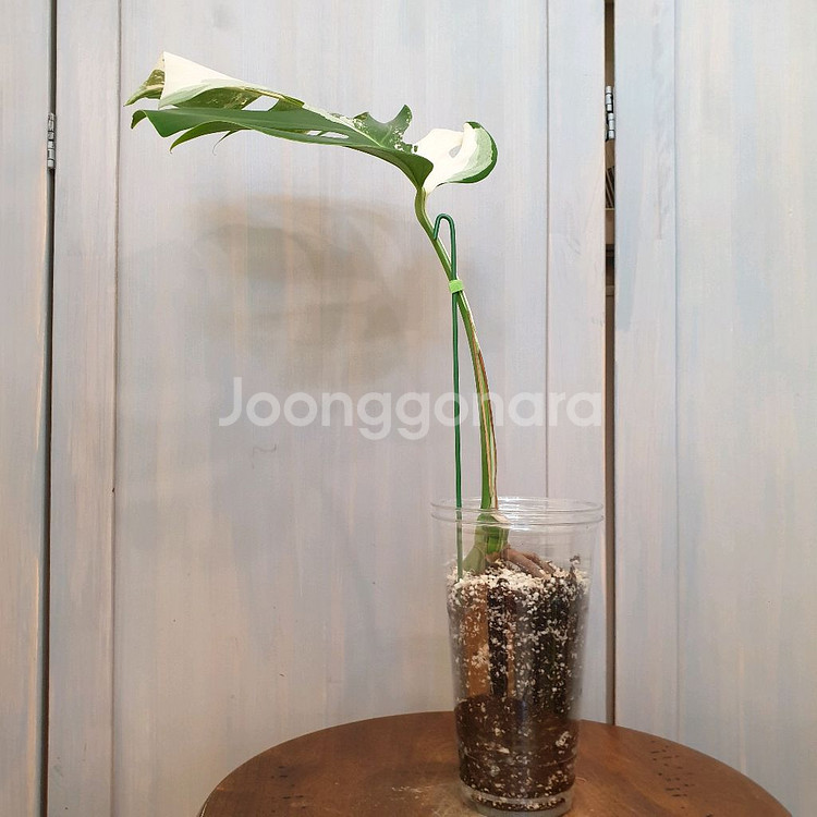 #잎26cm ~ 몬스테라 보르시지아나 알보 바리에가타--1