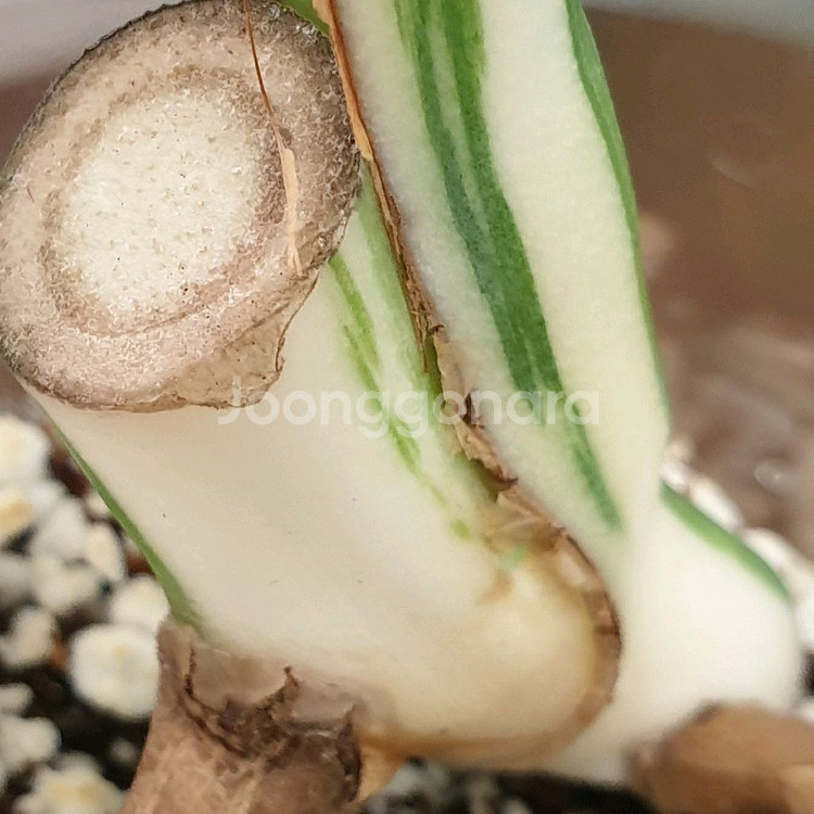 #잎26cm ~ 몬스테라 보르시지아나 알보 바리에가타--4