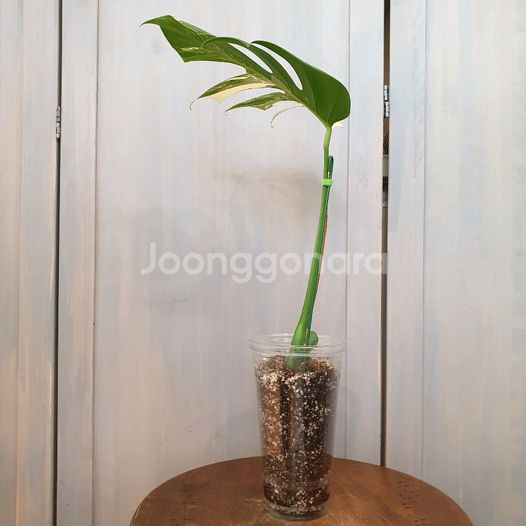 #잎24cm ~ 몬스테라 보르시지아나 알보 바리에가타--1
