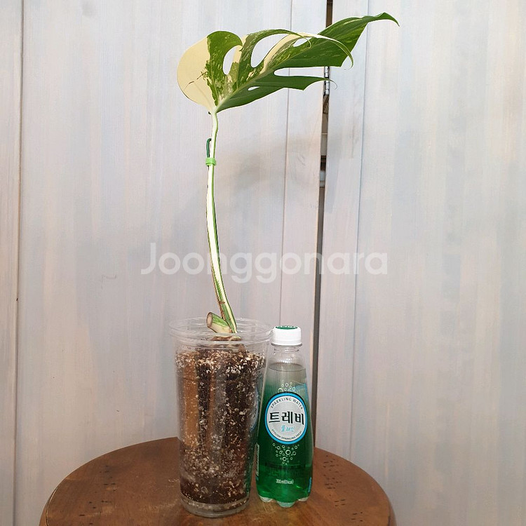 #잎24cm ~ 몬스테라 보르시지아나 알보 바리에가타--2