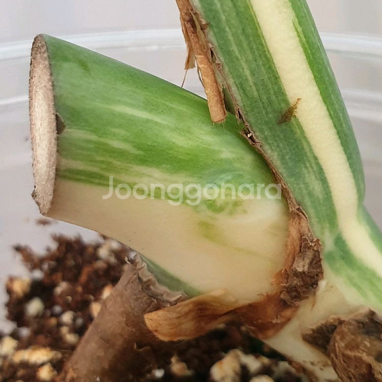#잎24cm ~ 몬스테라 보르시지아나 알보 바리에가타--3