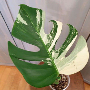 #잎24cm ~ 몬스테라 보르시지아나 알보 바리에가타