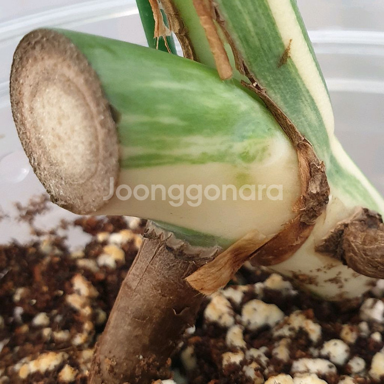 #잎24cm ~ 몬스테라 보르시지아나 알보 바리에가타--4