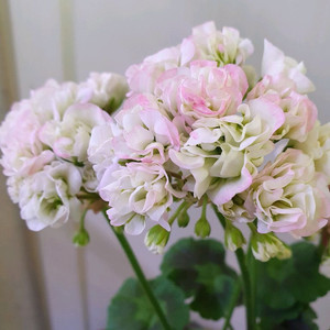 제라늄 3종 미스라이트,홍옹주,좋을티나