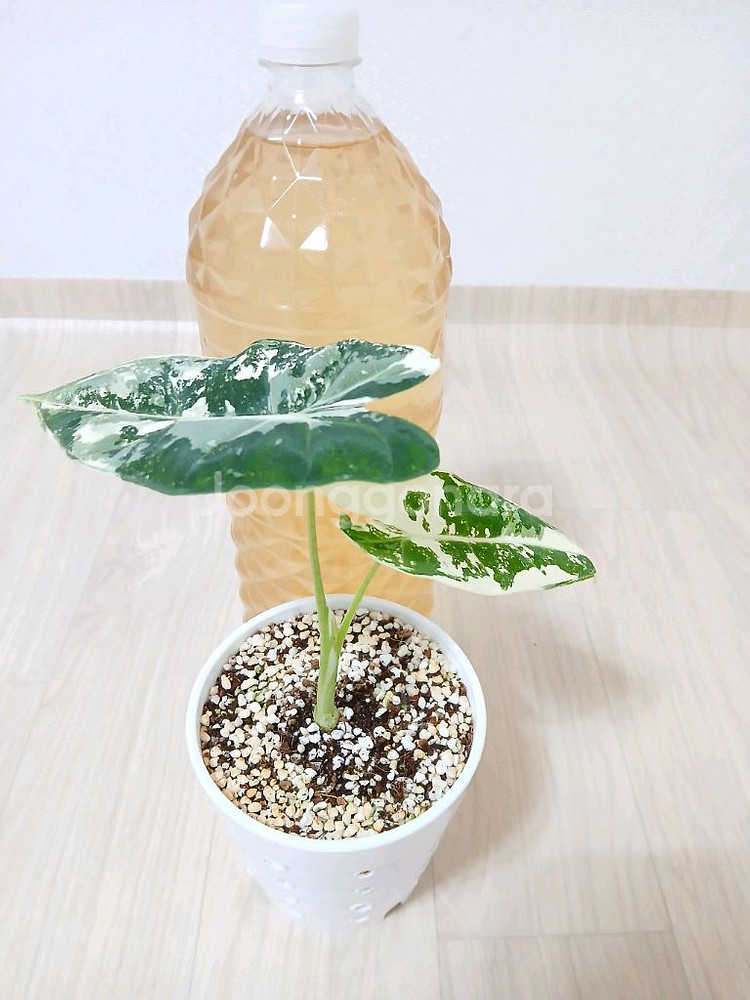 무늬프라이덱 식물 화분 (택배비포함)--0
