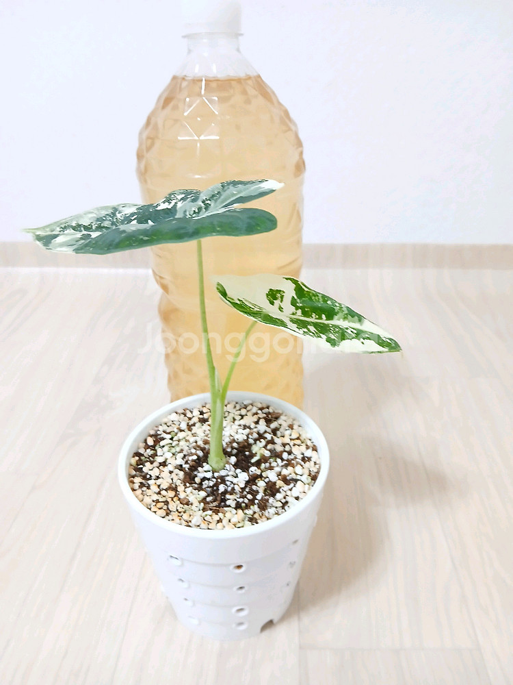 무늬프라이덱 식물 화분 (택배비포함)--1