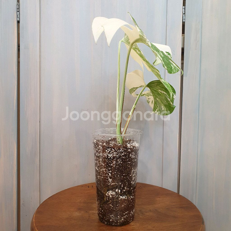 #탑3장 #잎20cm ~ 몬스테라 알보 바리에가타--3