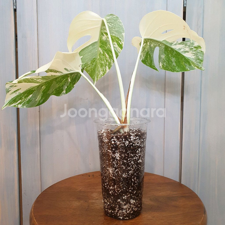 #탑3장 #잎20cm ~ 몬스테라 알보 바리에가타--2