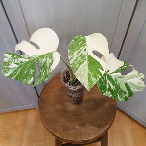 #탑3장 #잎20cm ~ 몬스테라 알보 바리에가타