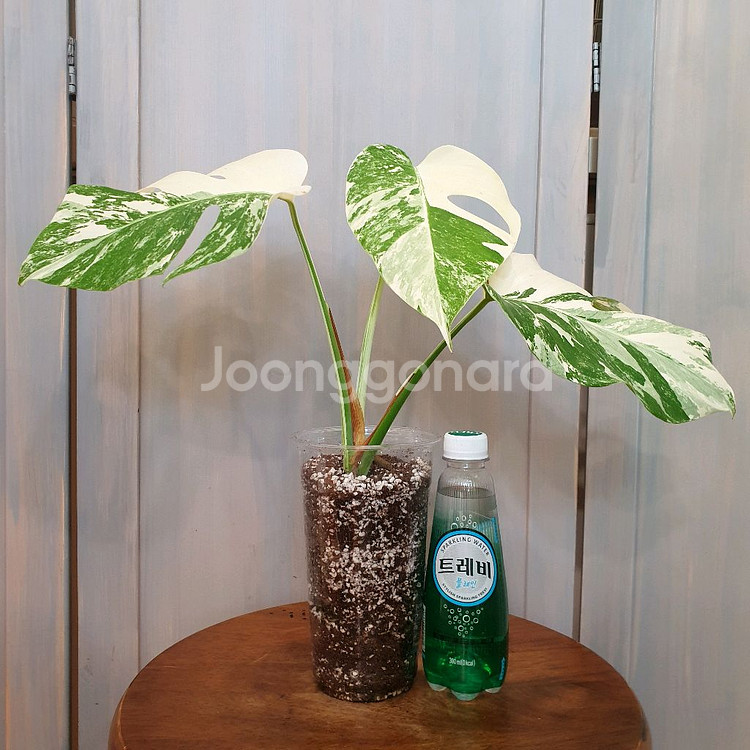 #탑3장 #잎20cm ~ 몬스테라 알보 바리에가타--1