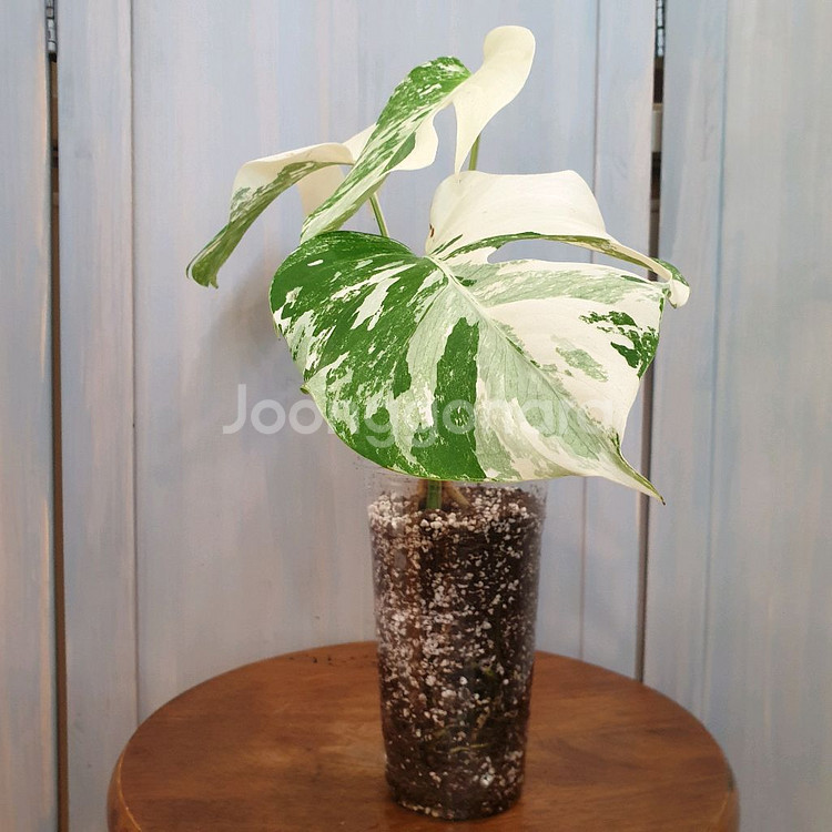 #탑3장 #잎20cm ~ 몬스테라 알보 바리에가타--4