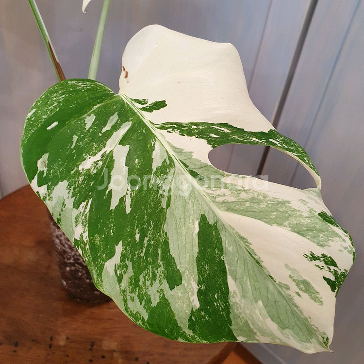 #탑3장 #잎20cm ~ 몬스테라 알보 바리에가타--5