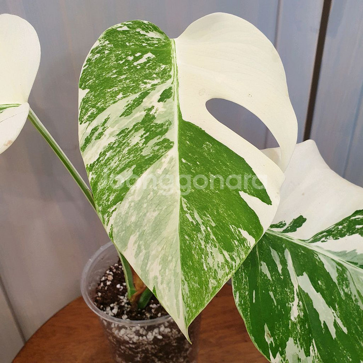 #탑3장 #잎20cm ~ 몬스테라 알보 바리에가타--7
