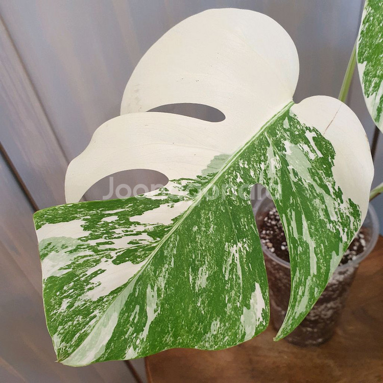 #탑3장 #잎20cm ~ 몬스테라 알보 바리에가타--6