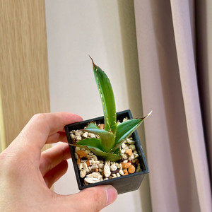 아가베 티타노타 고스트 블레이드(Ghost blade)