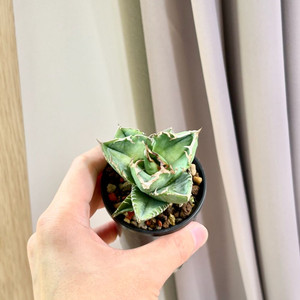 아가베 참매(Goshawk) 분양합니다