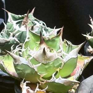 아가베 백서우(White rhino) 분양합니다!