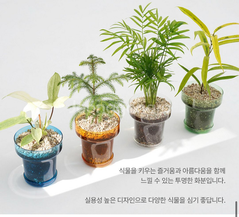 데팡스 투명 화분--0