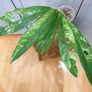 #잎36cm #조배X~ 라피도포라 메가스퍼마 바리에가타