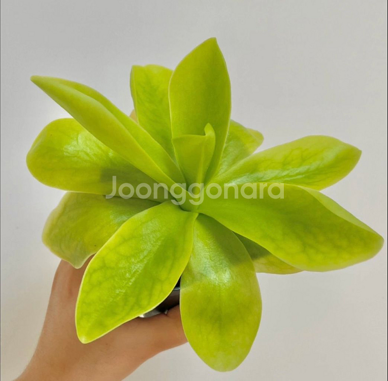 벌레잡이제비꽃 기간테아 (벌잡제 식충식물)--1