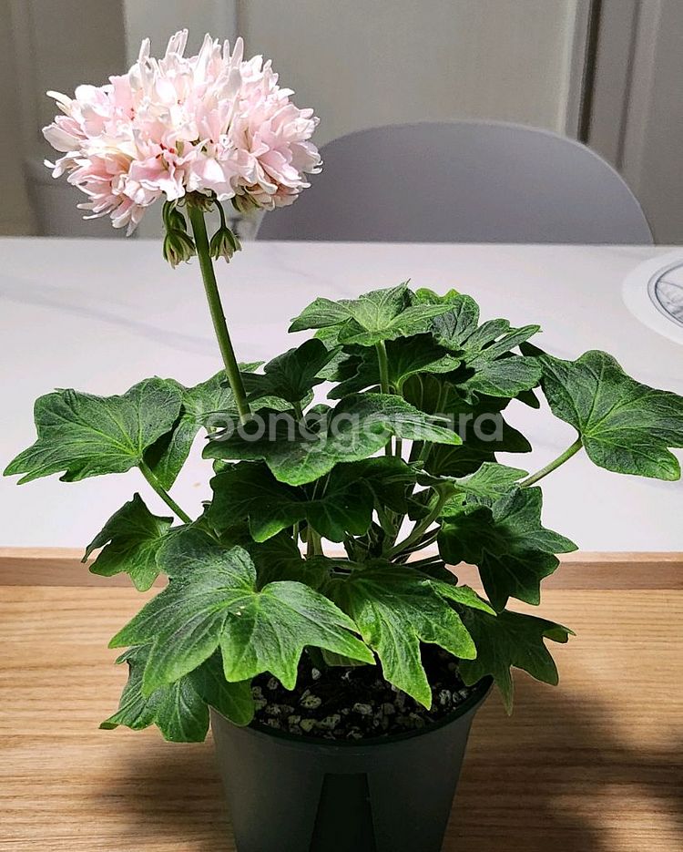 스텔라 캔디플러스도넛--0