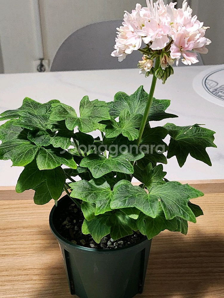 스텔라 캔디플러스도넛--1