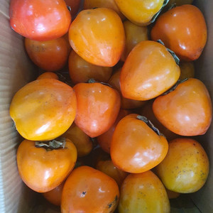 골드팜 대봉감 10kg