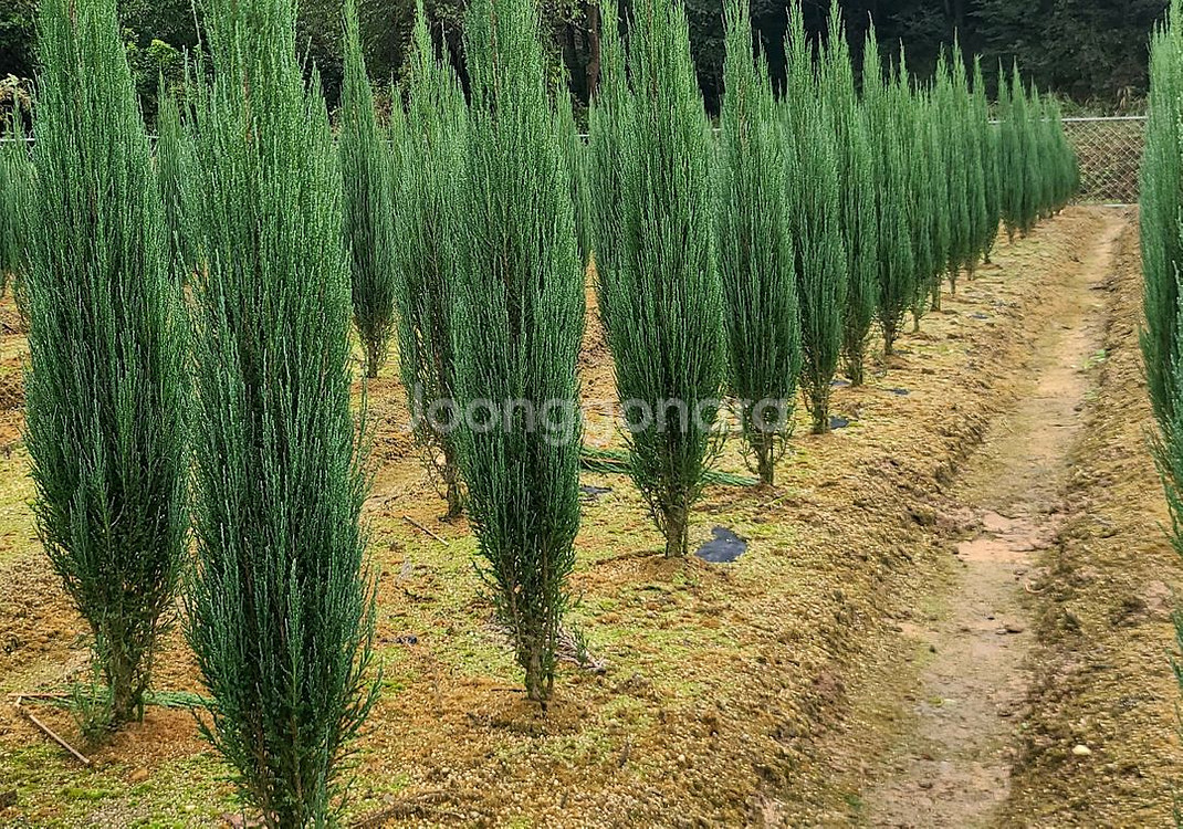 조경수팝니다.--1