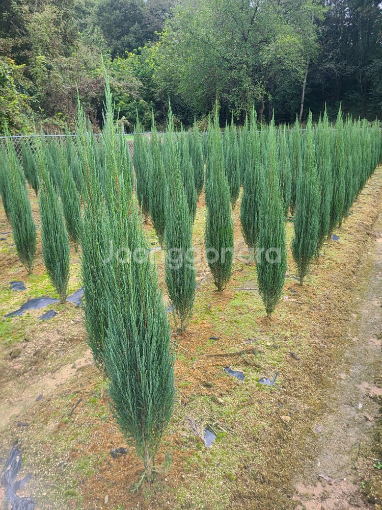 조경수팝니다.--0