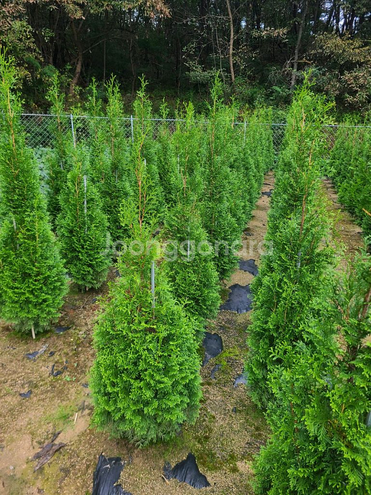 조경수팝니다.--2