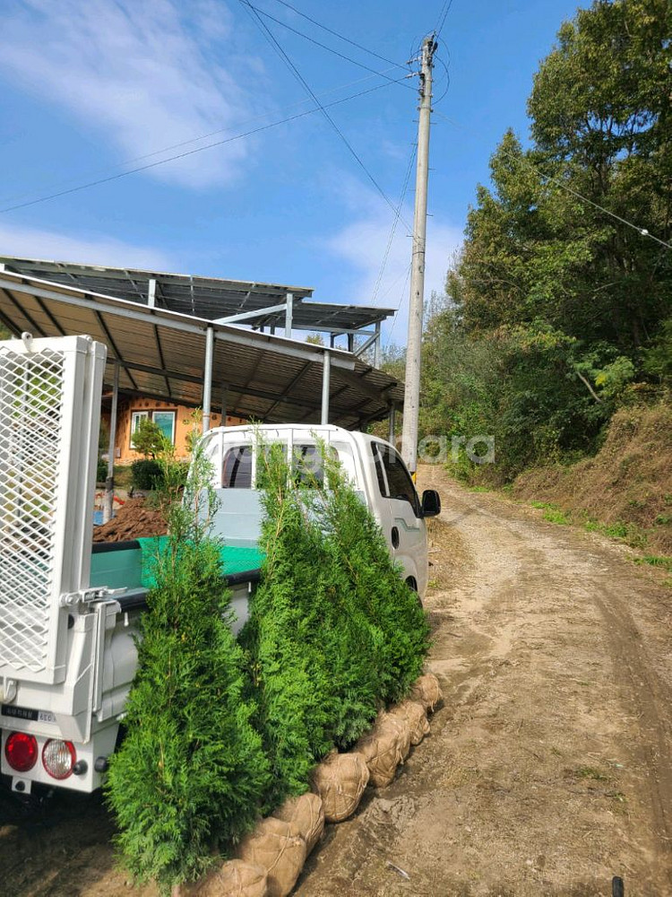 조경수팝니다.--3