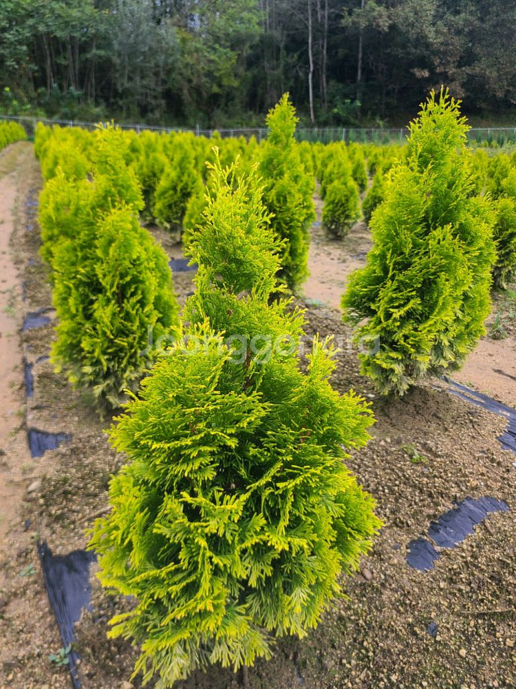 조경수팝니다.--6