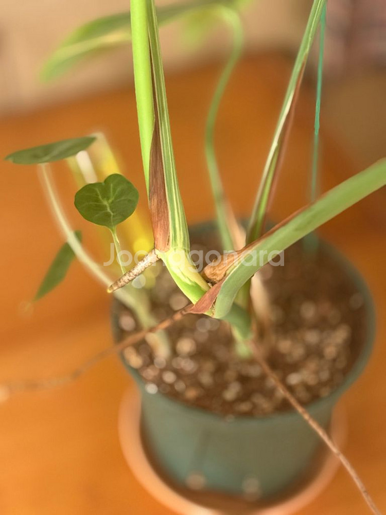 몬스테라 믹스드민트--1