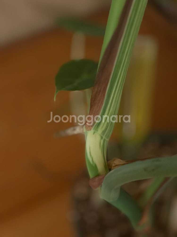 몬스테라 믹스드민트--2