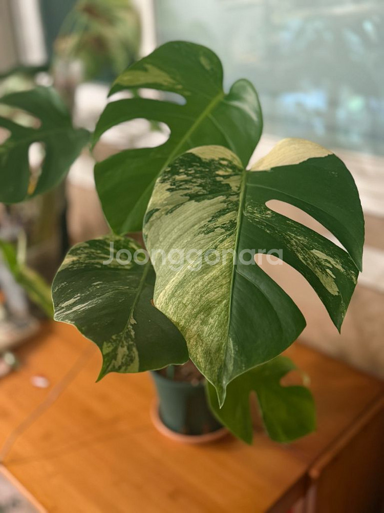 몬스테라 믹스드민트--0