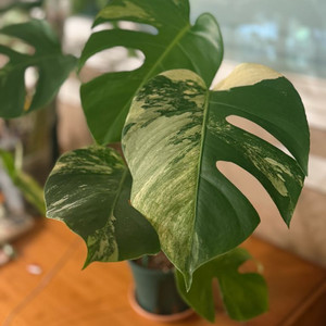 몬스테라 믹스드민트