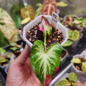 칼라디움 차이천(차이촌)