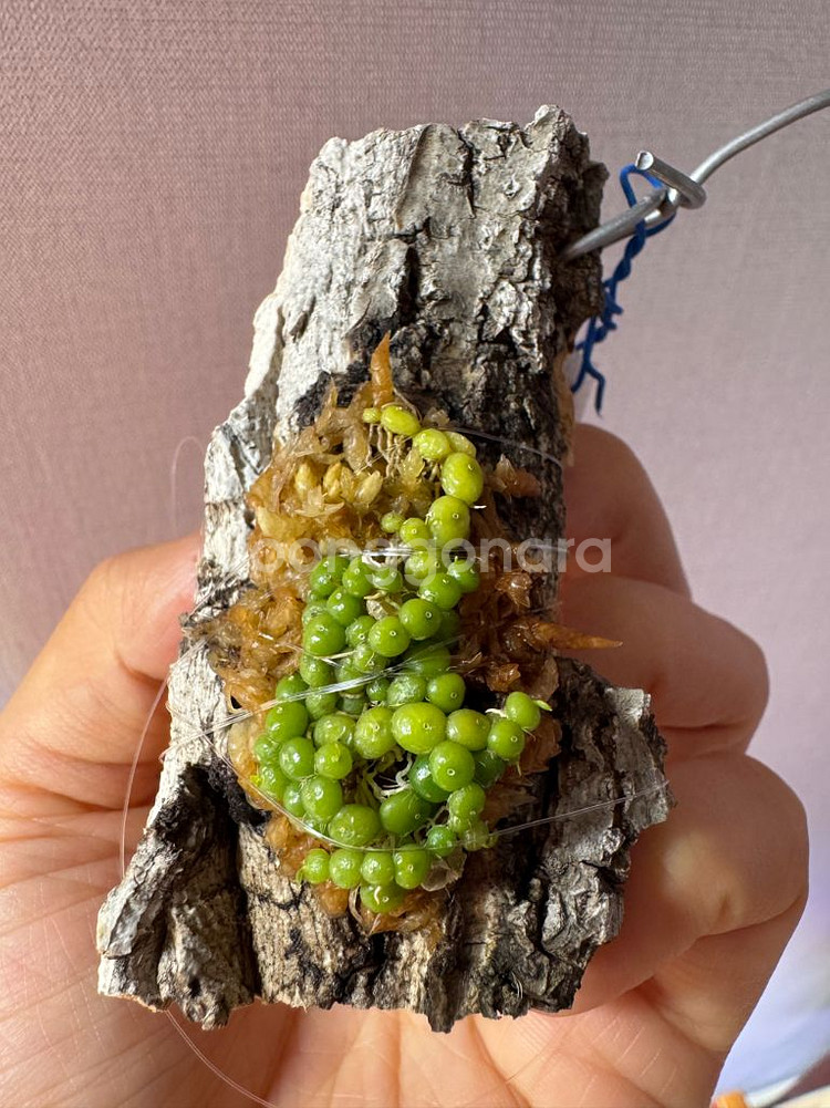 소형난 벌보필름 모닐리포르메 moniliforme--0