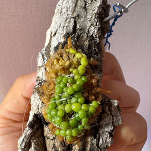 소형난 벌보필름 모닐리포르메 moniliforme