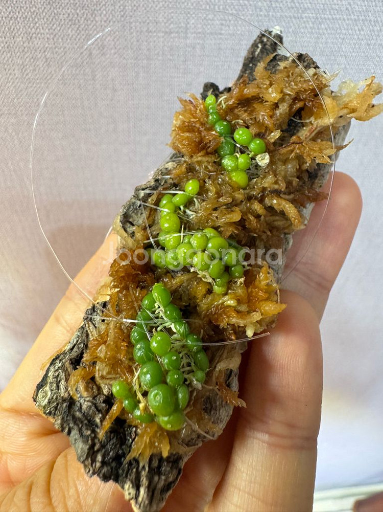 소형난 벌보필름 모닐리포르메 moniliforme--2