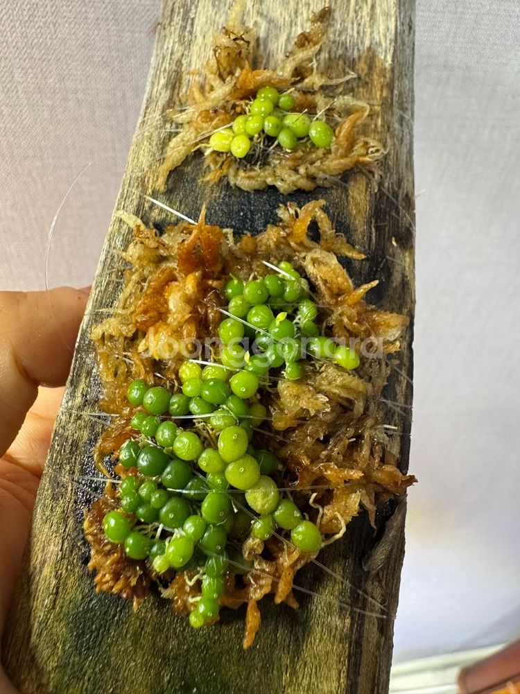 소형난 벌보필름 모닐리포르메 moniliforme--1