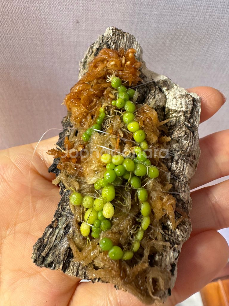 소형난 벌보필름 모닐리포르메 moniliforme--3