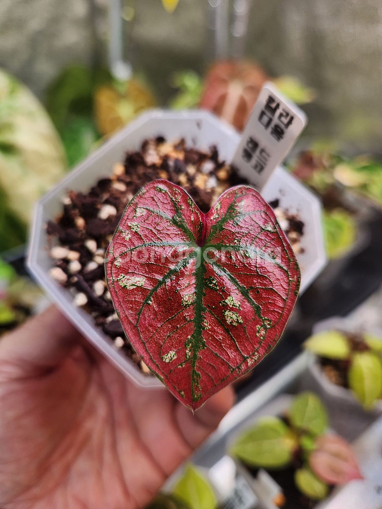 칼라디움 레드탱고(크리스마스)--1