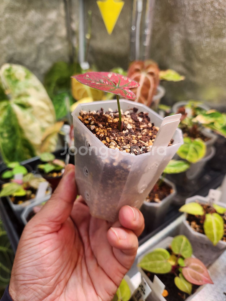 칼라디움 레드탱고(크리스마스)--2