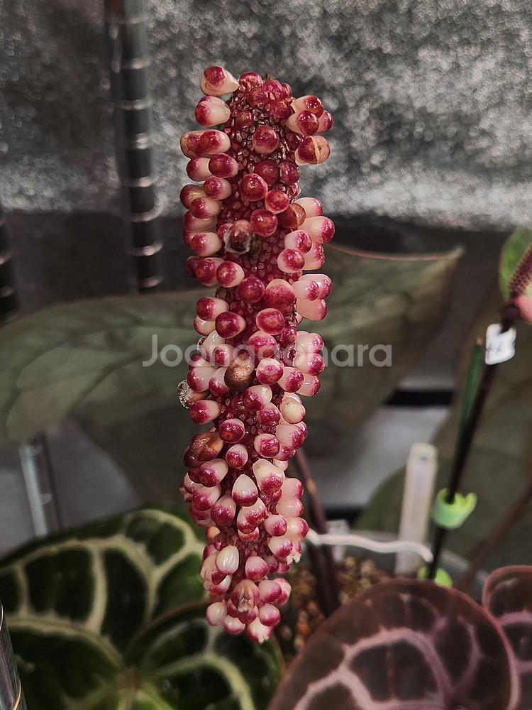 칼라디움 레드탱고(크리스마스)--4